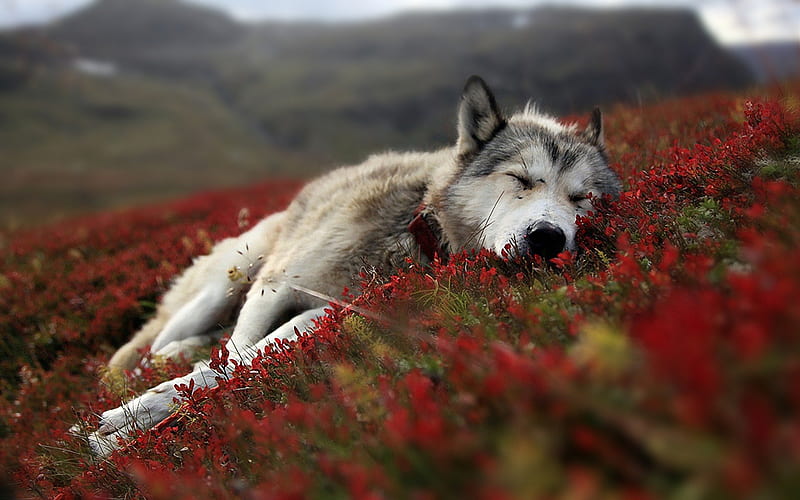 Resting Wolf, howling wolves, hunting wolf, wolf howling, howling blue night, mountaintop, full moon, werewolf, wolf, howling at the moon, wolves, howling wolf, blue night, howling, blue, HD wallpaper