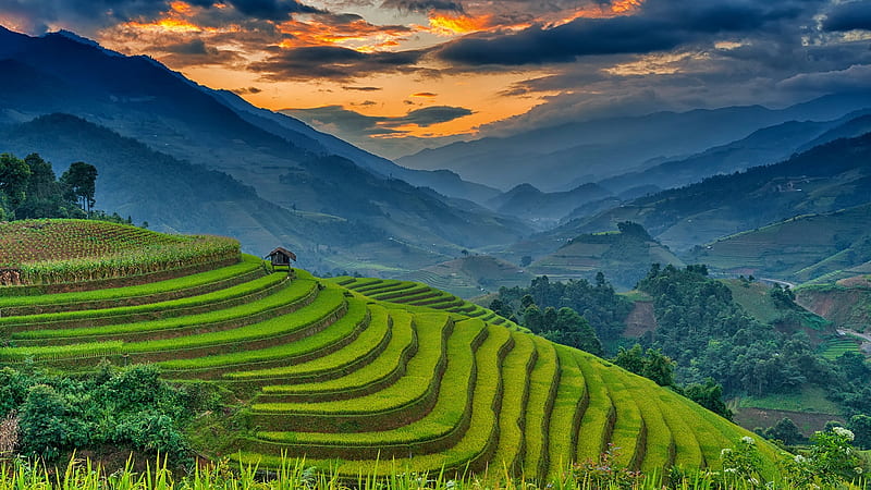 RICE FIELDS at EVENING, rice, splendor, mountains, nature, sunset, fields, clouds, landscape, evening, HD wallpaper