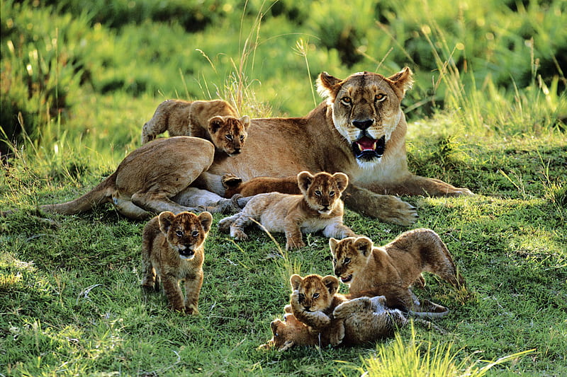 lioness with cubs, cool, cubs, cat, wild life, lion, HD wallpaper