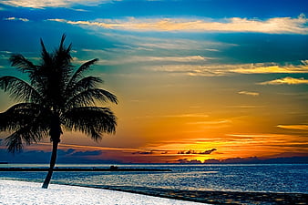 Là biểu tượng của khu nghỉ dưỡng và sự nghỉ ngơi, cây cọ là một trong những biểu tượng nổi bật của Key West. Hãy xem hình ảnh về cây cọ này để cảm nhận sự đặc biệt của khu vực này.
