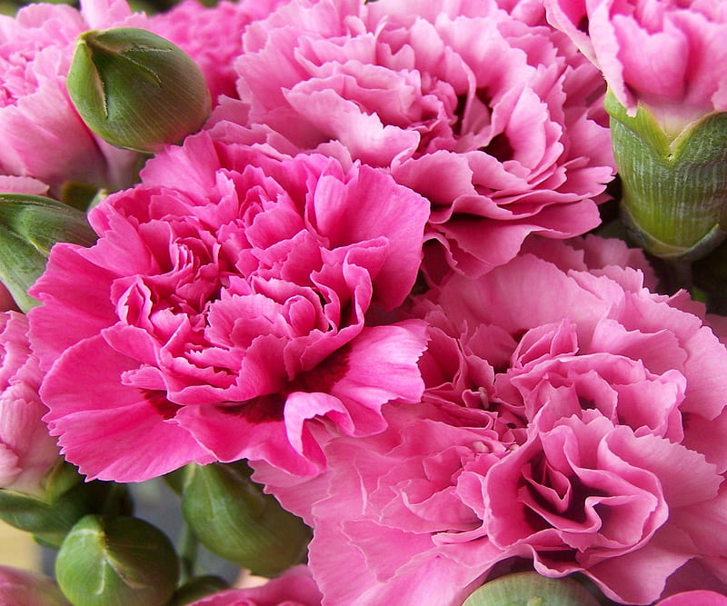 Pink carnations, garden, flowers, deep pink, carnations, HD wallpaper ...