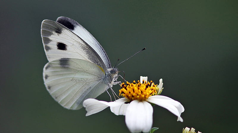 Mariposa blanca y negra está de pie sobre una flor blanca en una mariposa  de borroso, Fondo de pantalla HD | Peakpx