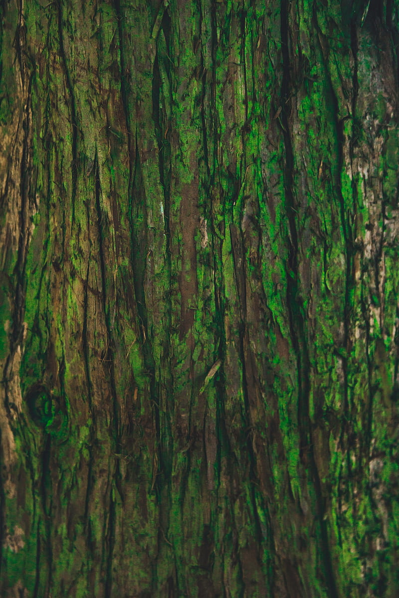 bark, tree, green, texture, HD phone wallpaper