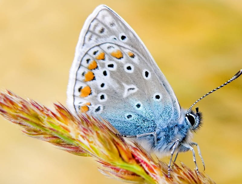 morpho polyphemus butterfly, wings, butterfly, blue, animal, HD wallpaper