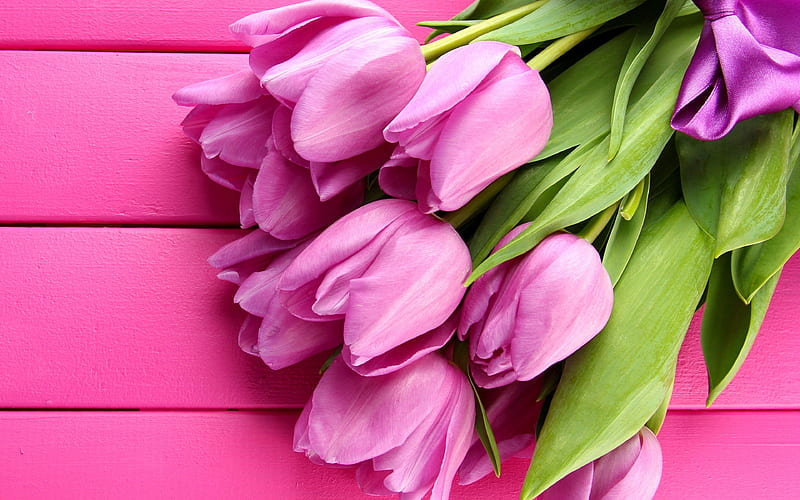 pink tulips spring, wooden background, pink flowers, tulips, HD wallpaper