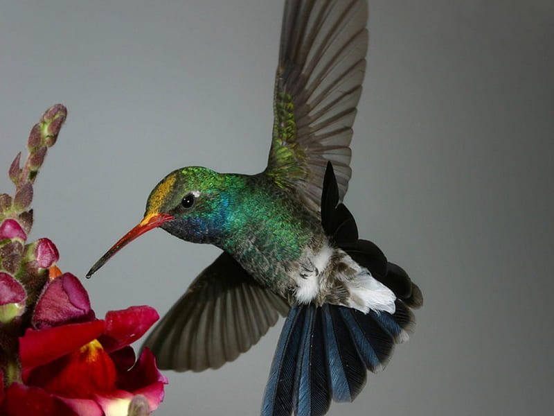 Humming bird getting nectar, flower, nature, bird, entertainment, HD wallpaper