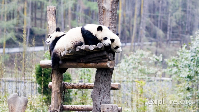 Bom dia !, panda, bonito, naturaleza, troncos, animal, Fondo de pantalla HD  | Peakpx
