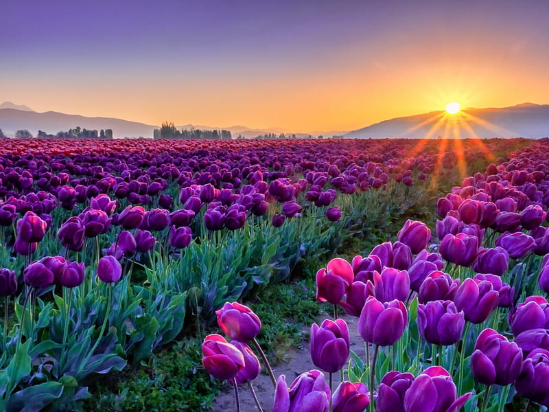 Field of Purple Tulips at Sunset, flowers, sunset, tulips, flora, HD wallpaper