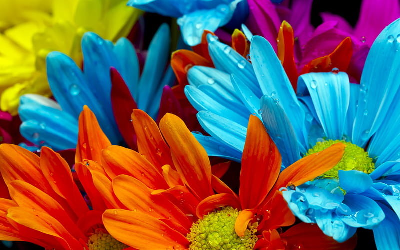 Beautiful Flowers, blue flowers, pretty, colorful, wet, orange, orange flowers, bonito, drops, nice, gerbera, flowers, beauty, blooms, blue, gerberas, lovely, drop, colors, delicate, buds, daisies, blossoms, nature, petals, rain, daisy, HD wallpaper