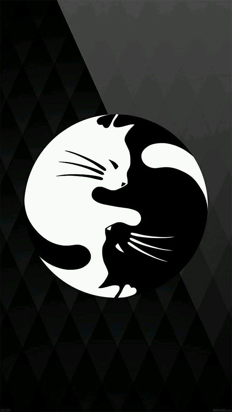 Cat Ying Yang, cats, kitten, kittens, love, peace, ying-yang, HD phone wallpaper