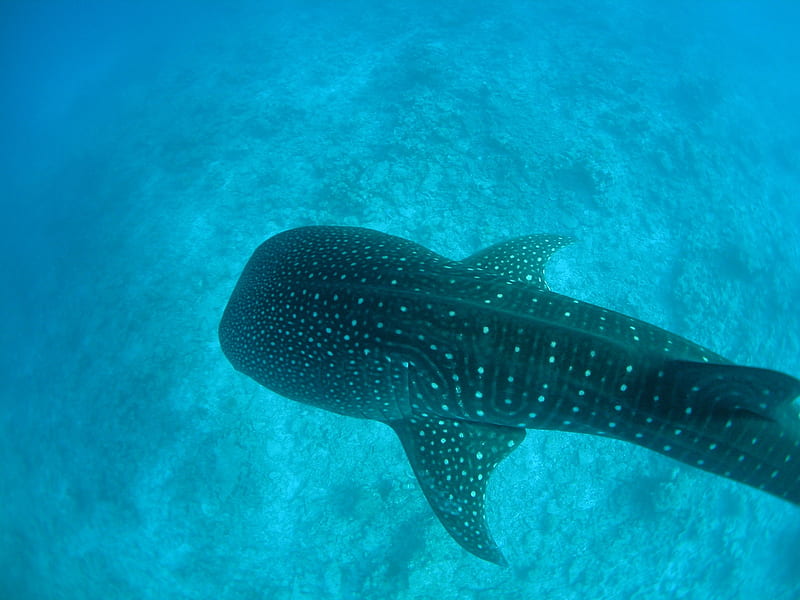 Under Water Shark Underwater Whale Blue Hd Wallpaper Peakpx