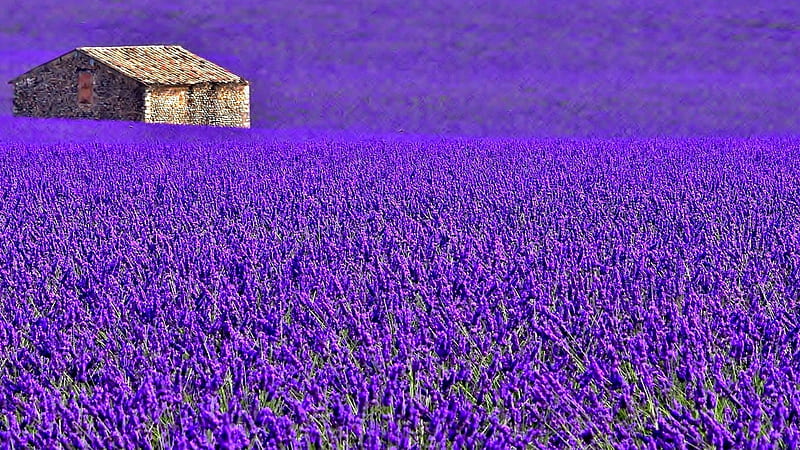 House Surrounded By Provence Purple Flowers Field Purple, HD wallpaper