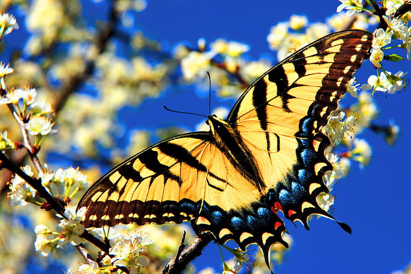 Tiger, butterfly, swallowtail, yelllow, black, beauty, blooms, blue, HD wallpaper
