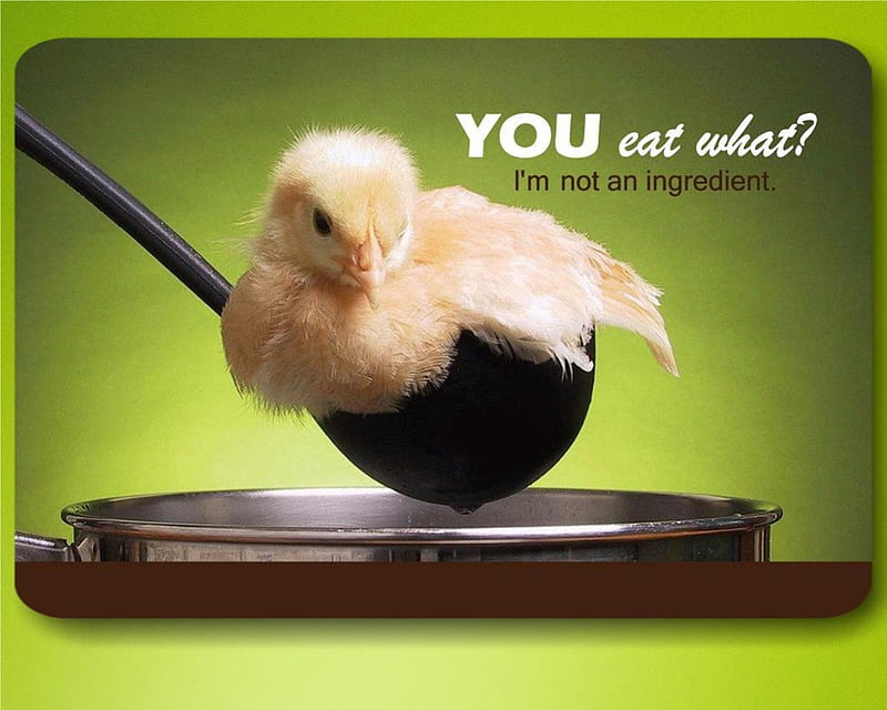 don't eat cute chicks, chicken, veg, food, vegetarian, chick, eat, animal, bird, vegan, HD wallpaper