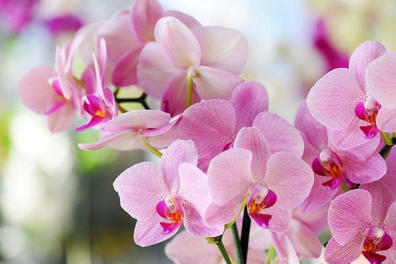 Pink orchids, flowers, orchids, bonito, pink, HD wallpaper