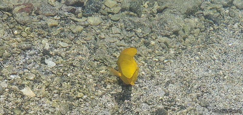 Pu'uhonua o Honaunau (Place of Refuge) Yellow Coral Fish, Yellow, Hawaii, Coral, Fish, Puuhonua, Water, Honaunau, Refuge, HD wallpaper