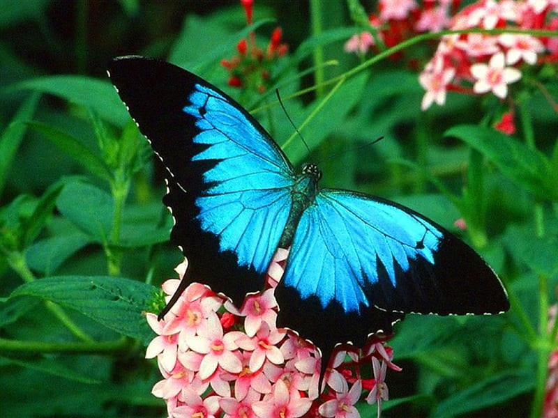 Beauty and blossoms, Morpho, butterfly, flowers, black, pink, blue, HD wallpaper