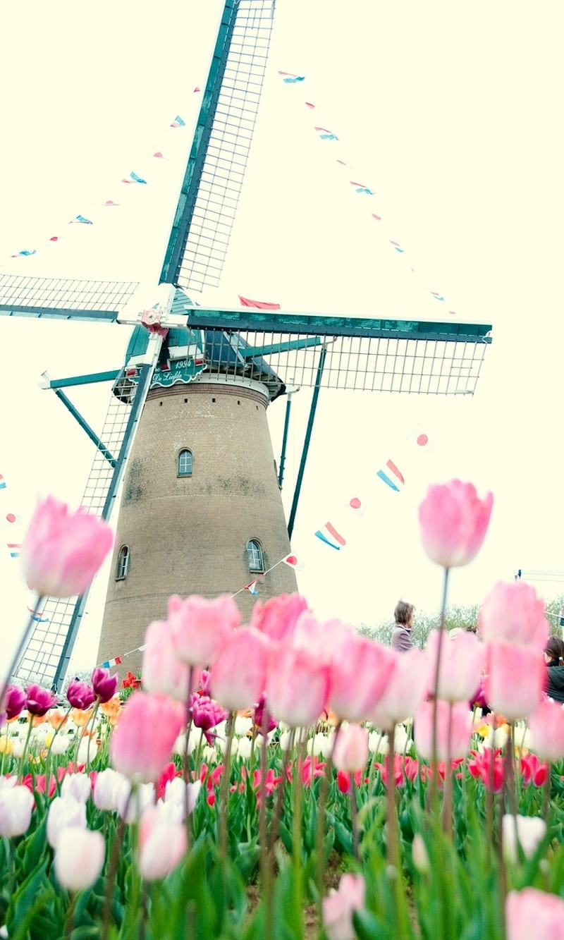 Wind Mill, colour, colourful, flowers, garden, lovely, nature, HD phone wallpaper