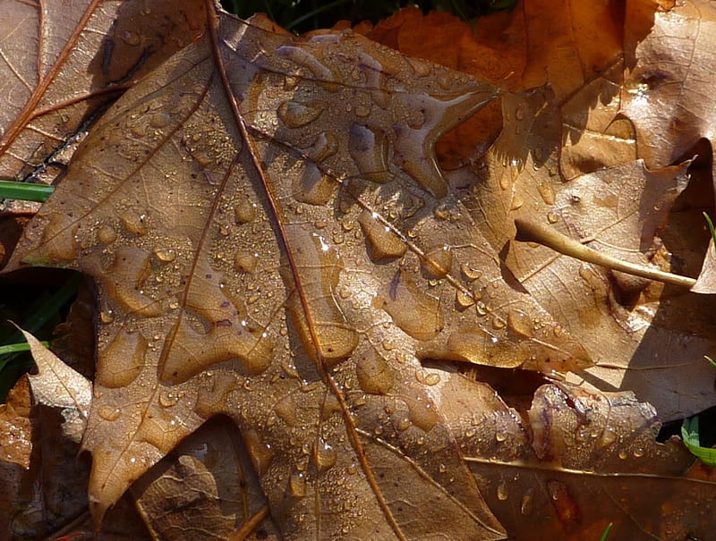Dewdrops Fall Autumn Drop Dew Dauw Herfst Leaves Druppels Bladeren Hd Wallpaper Peakpx