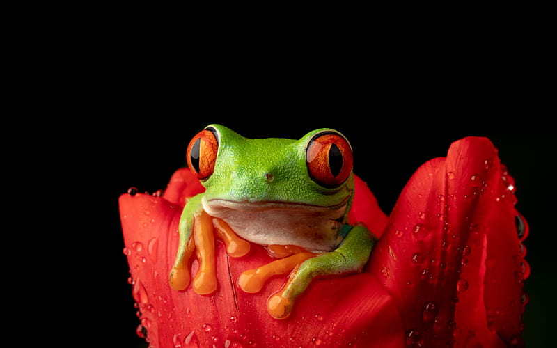Frog, bkack, nature, macro, black, amphibian, flower, green, red, broasca, HD wallpaper