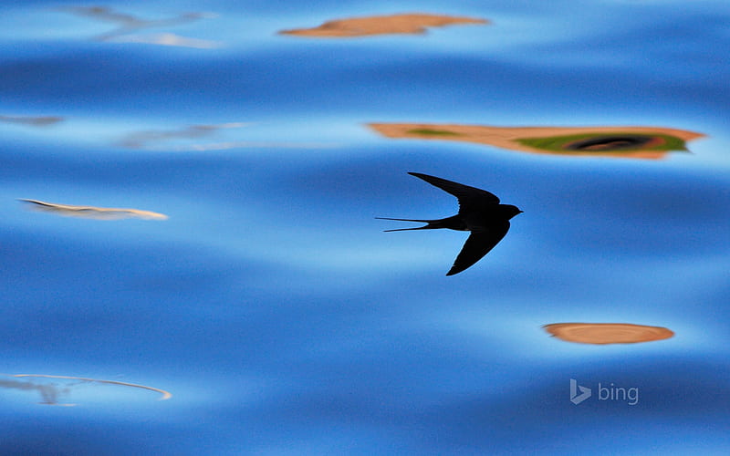 Silhouette of Barn Swallow (Hirundo rustica) Berwickshire Scotland, Bing, Bird, Swallow, HD wallpaper