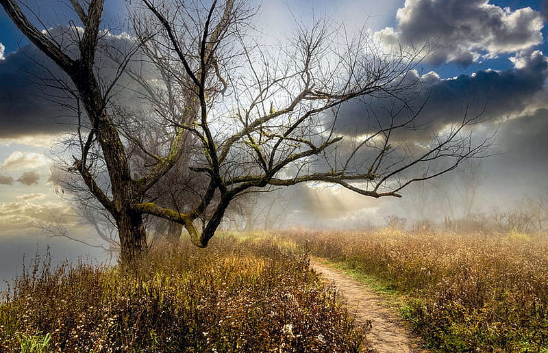 Sunrays on the Appalachian Trail, georgia, usa, path, trees, sky, clouds, HD wallpaper