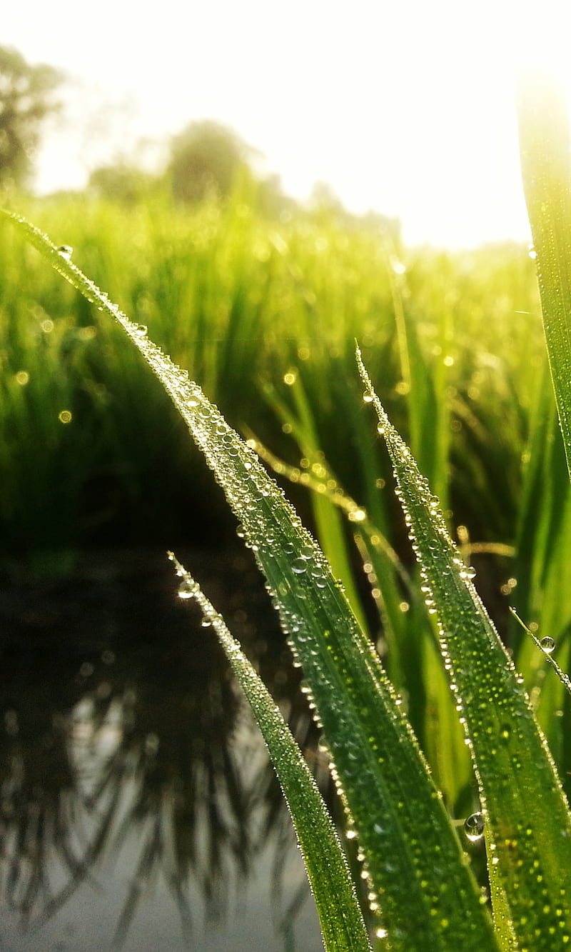 paddy field, green, m1, morning, sunrise, water drop, HD phone wallpaper