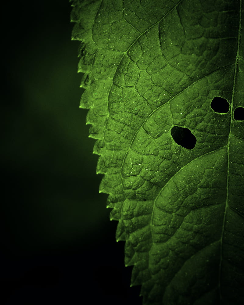 leaf, veins, macro, focus, HD phone wallpaper