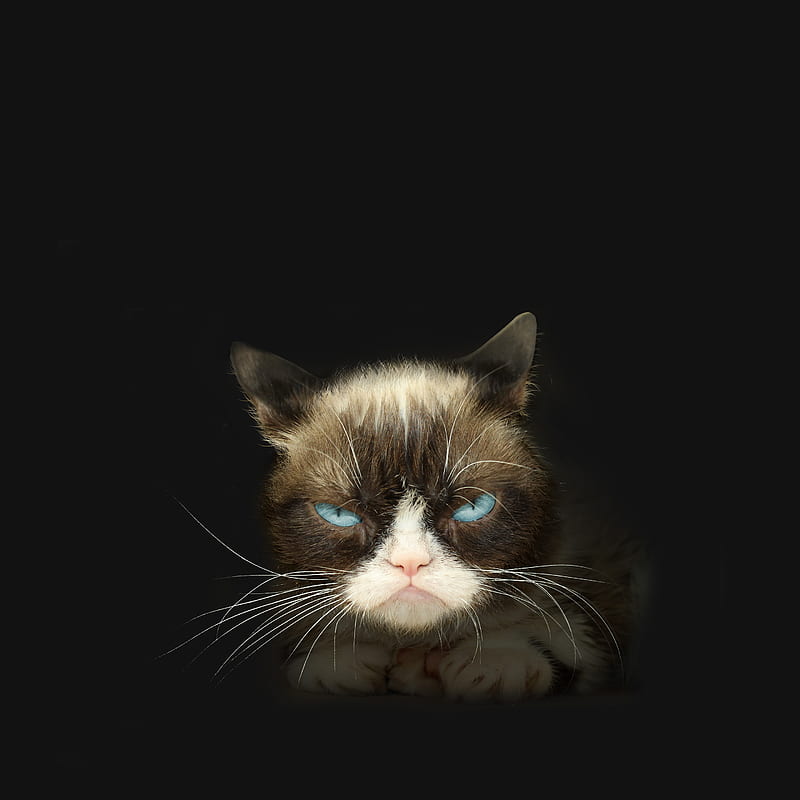Grumpy Cat Memes Wallpapers  Wallpaper Cave