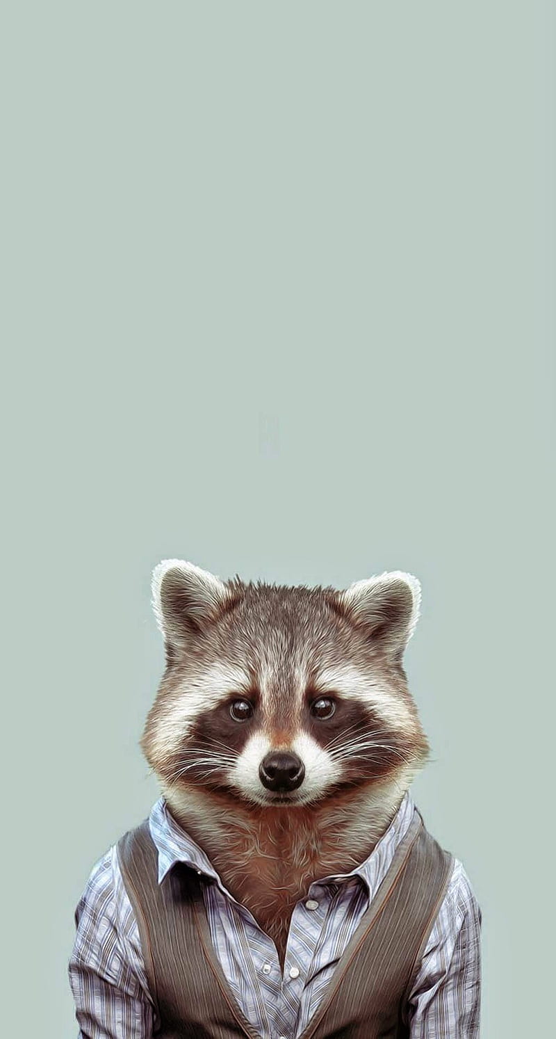 Working Racoon, animals, city, fur, raccoon, HD phone wallpaper