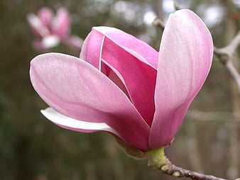 Página 10 | Palabras clave de fondo de pantalla: una magnolia | Peakpx