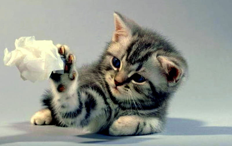 Playful, playing, lovely, kitty, cat, play, cute, feline, silver tabby, kitten, blue eyes, tissue, HD wallpaper