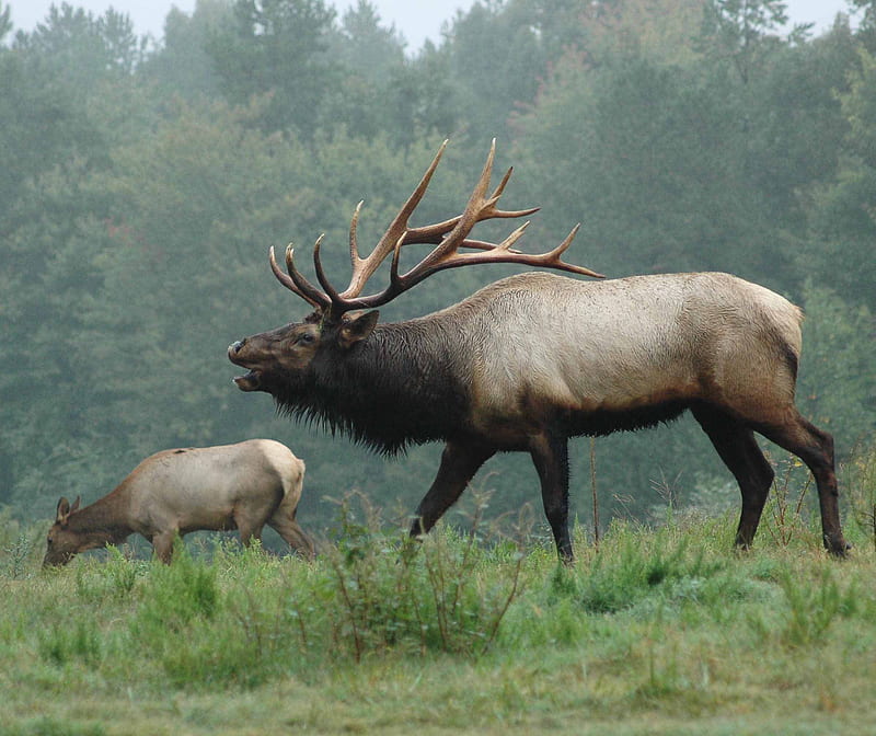 Elk bugleing, buglinf, elk, HD wallpaper