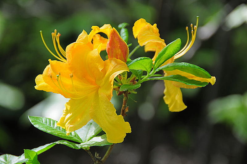 AZALEA, flower, yellow, pretty, plant, HD wallpaper
