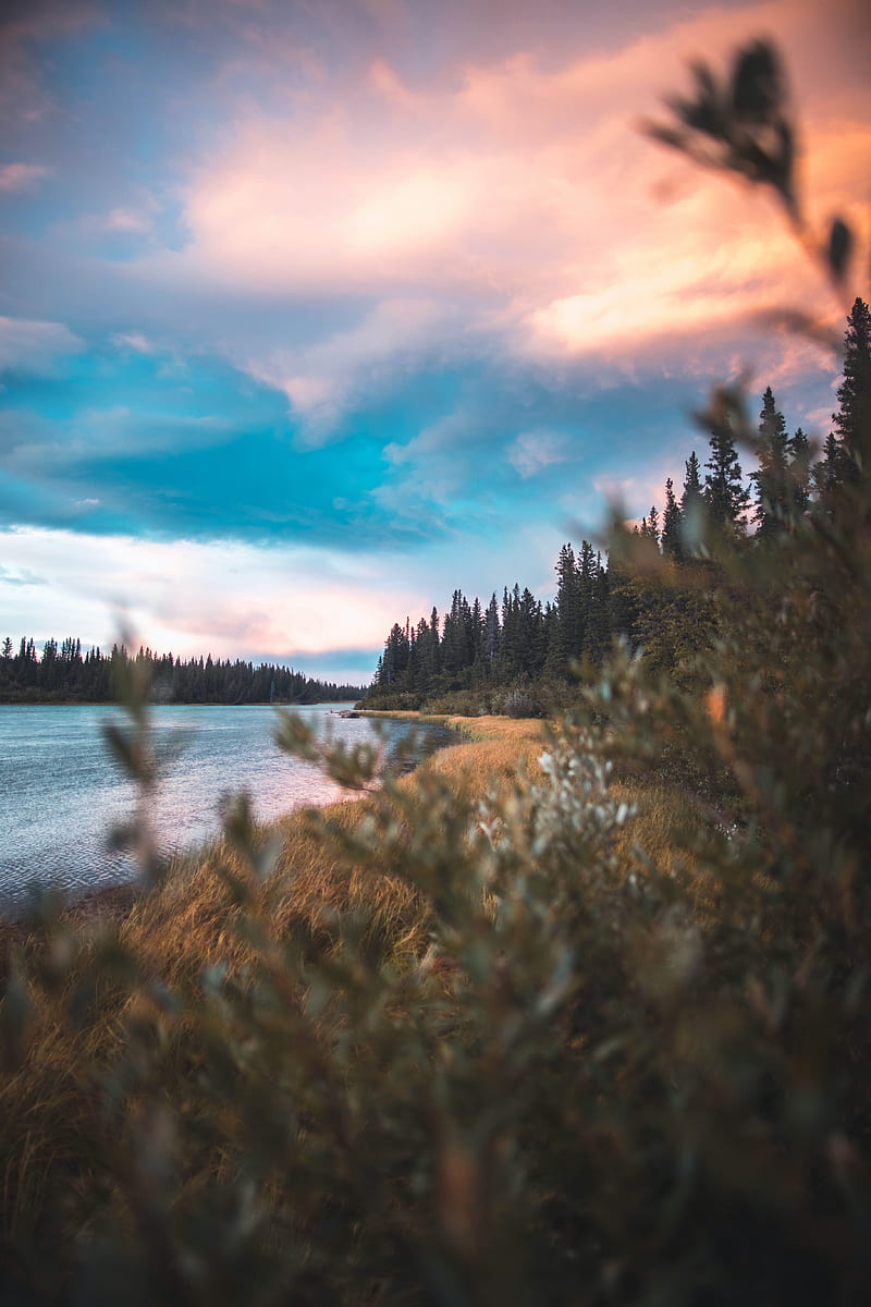 grass, lake, forest, sky, HD phone wallpaper