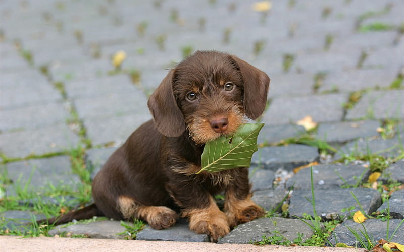 Dachshund, sad dog, pets, dogs, puppy, brown dachshund, cute animals, Dachshund Dog, HD wallpaper