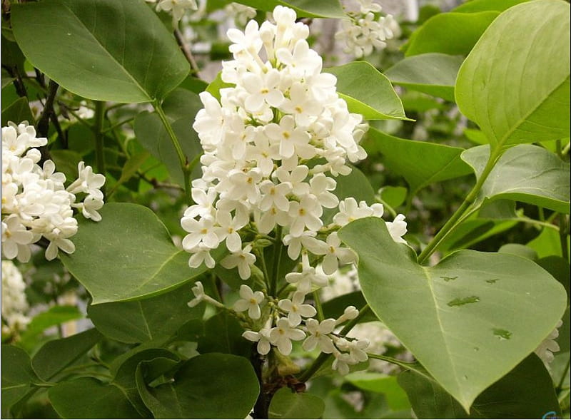 white lilac, lilac, flower, nature, bonito, spring, white, HD wallpaper white lilac, lilac, flower, nature, bonito, spring, white, HD wallpaper