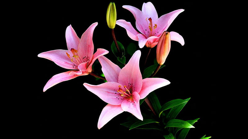 CloseUp Lily Pink Flower With Black Background Pink, HD wallpaper