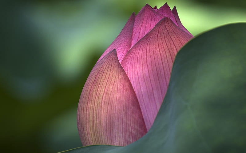 Lotus bud, lotus, vara, green, flower, summer, skin, bud, pink, texture, HD wallpaper