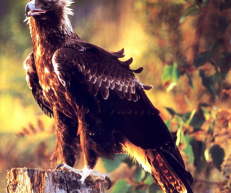 Wedge-Tailed-Eagle, bird, Tailed, Eagle, Wedge, animal, HD wallpaper