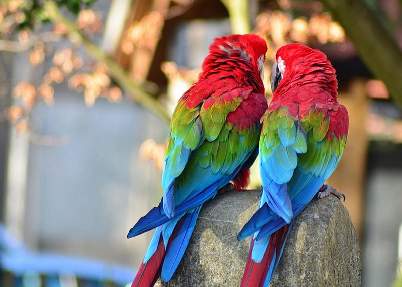 Parrots, colorful, arara, love, birds, colors, tropical, HD wallpaper
