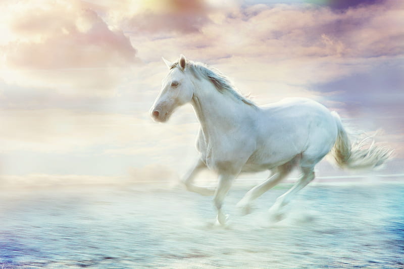 White horse, vara, water, running, summer, horse, sea, animal, cal, beach, white, HD wallpaper