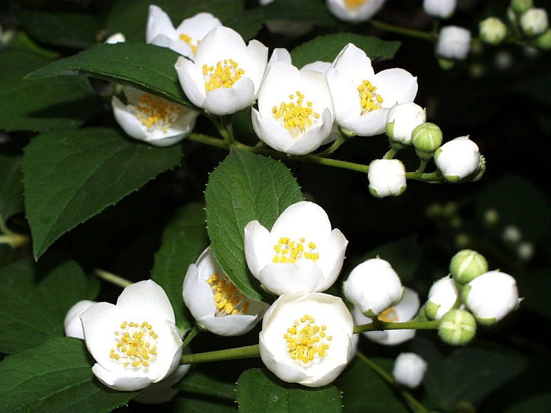 White Jasmin Blossoms, blossom, jasmin, flower, nature, herb, white, HD wallpaper