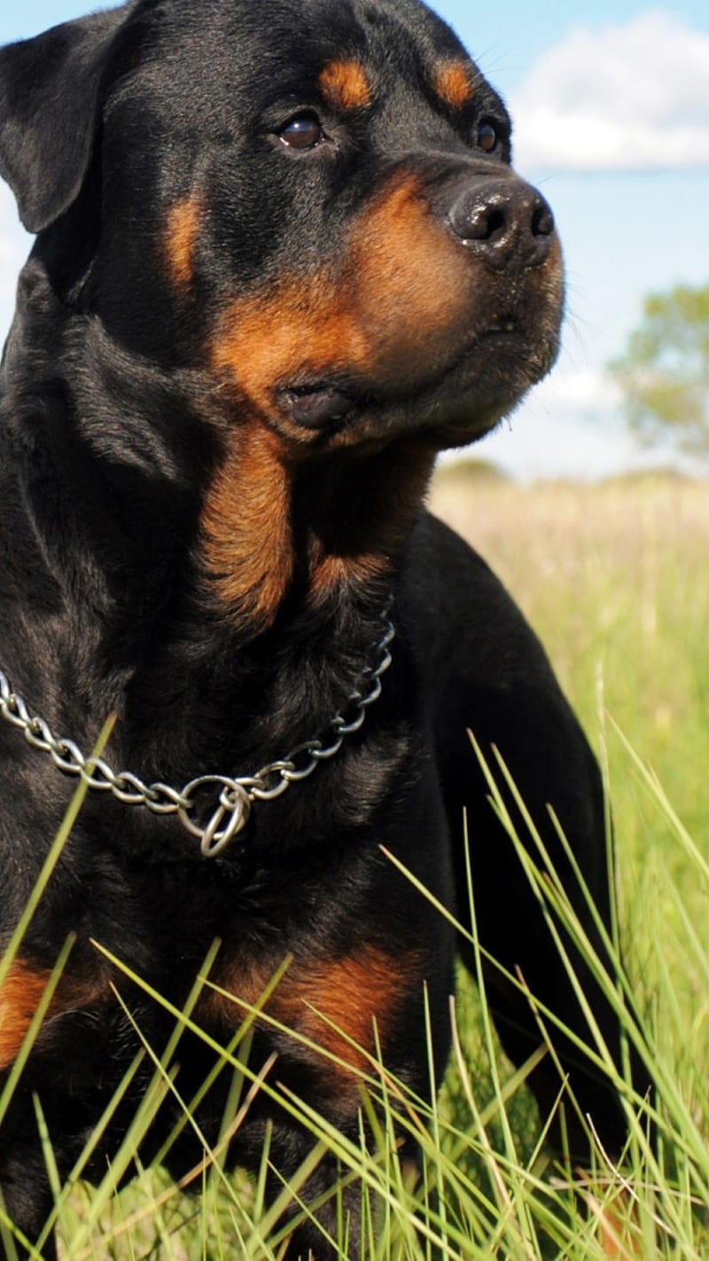 Rottweiler, angry, dog, HD phone wallpaper | Peakpx