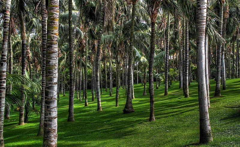 *SPAIN -Canary Islands Puerto de la Cruz palm park*, nature, park, trees, grass, HD wallpaper