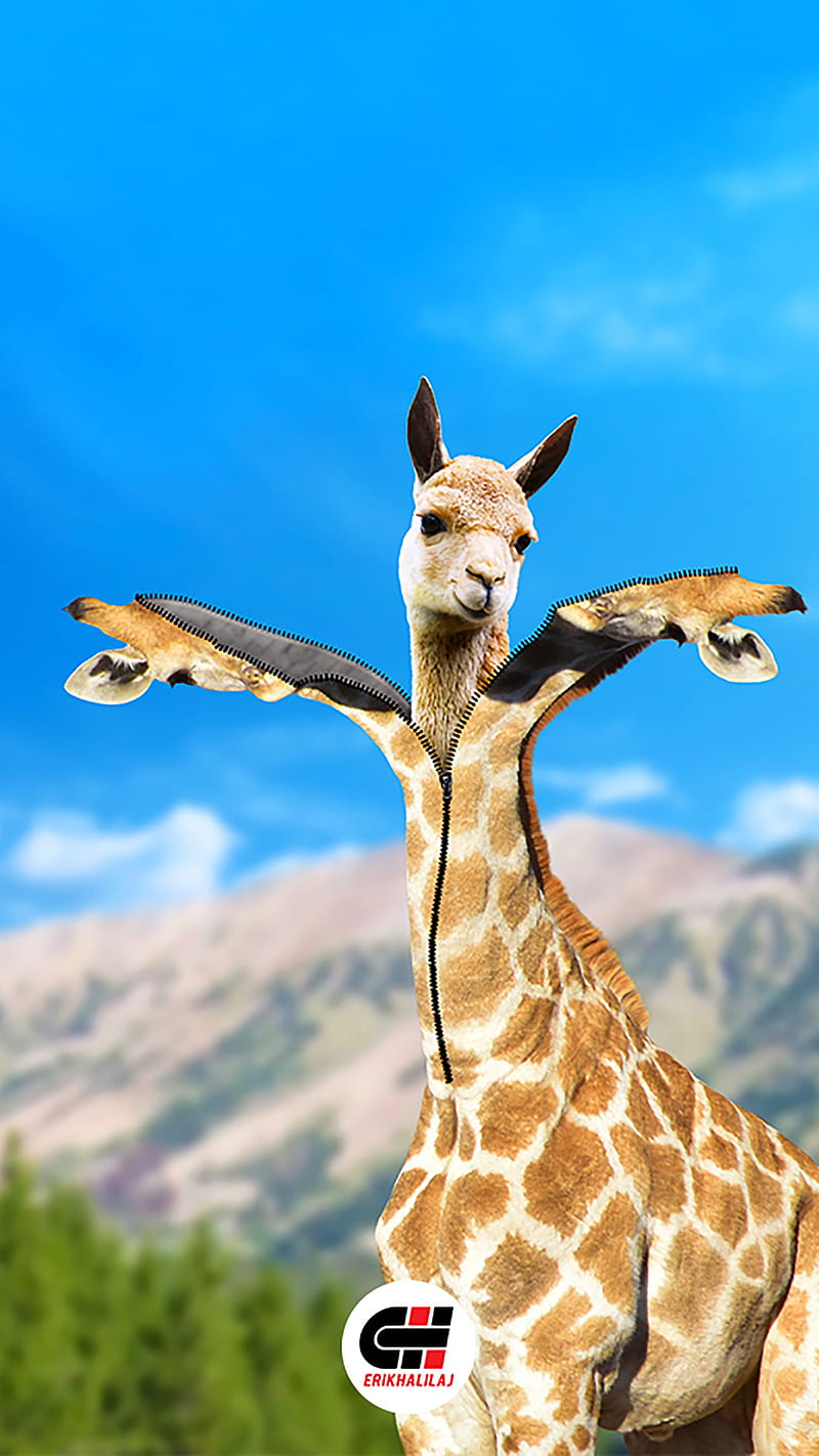 Giraffe-erikhalilaj, animals, giraffe, nature, sky, comedy, canvas, erikhalilaj, lama, zip, HD phone wallpaper