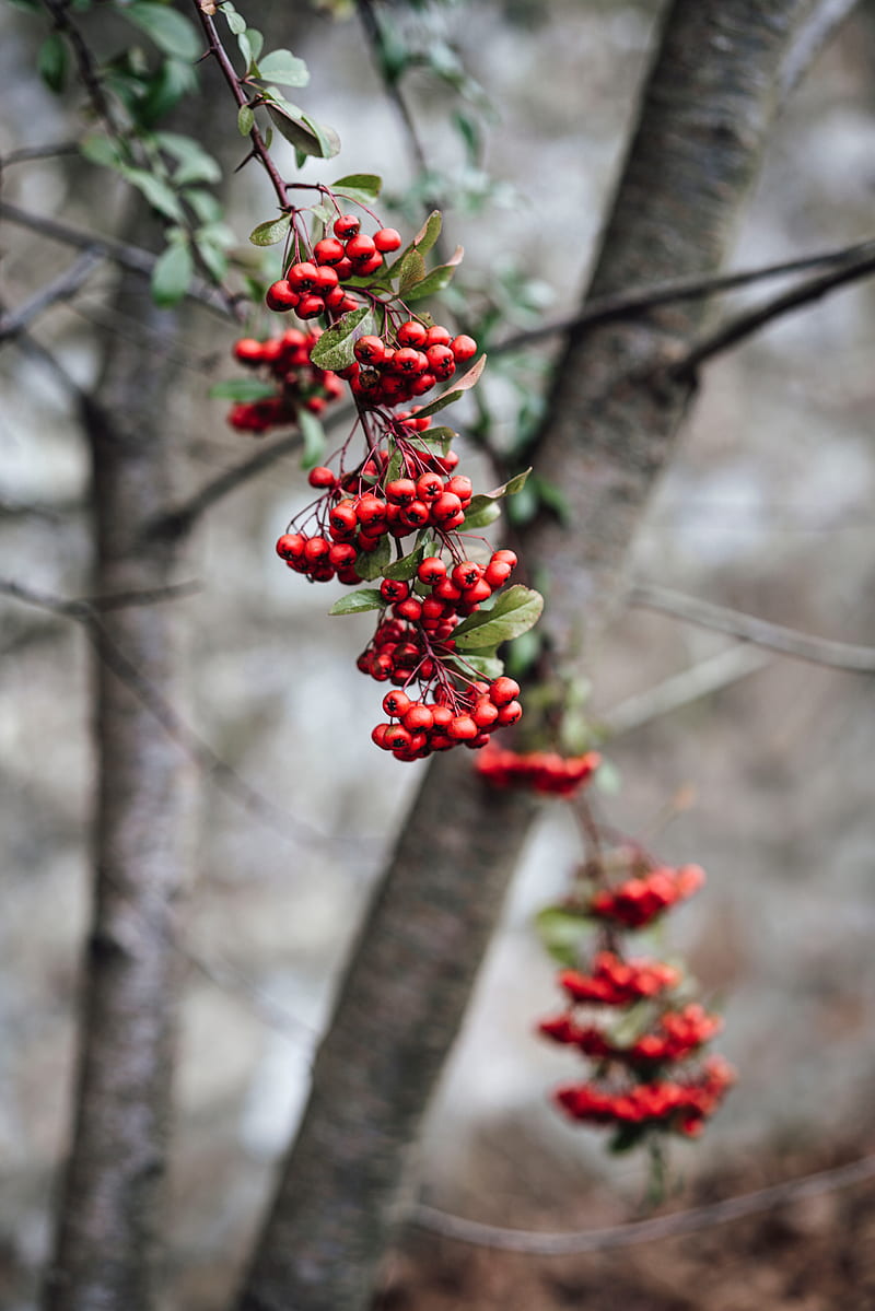 rowan, berries, branch, bunch, red, plant, HD phone wallpaper