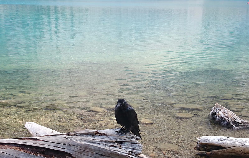 black bird on brown wooden log on beach shore during daytime, HD wallpaper