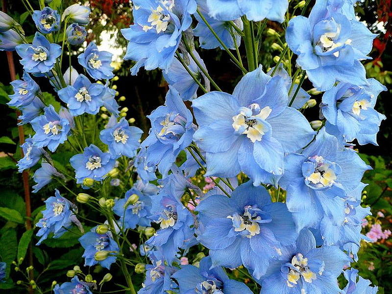 delphinium, flowers, bonito, blue, HD wallpaper