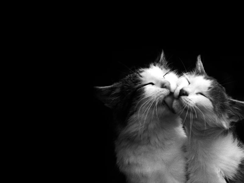 Cat love, feline, love, cat, kitten, kiss, animal, HD wallpaper